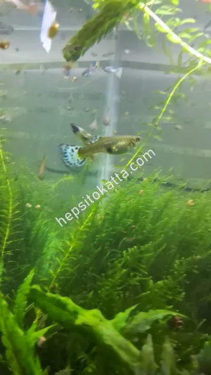 Leopar halfmoon lepistes